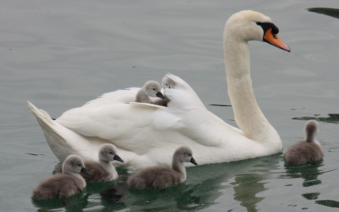Animals___Birds___Swan_with_their_children_043875_ (700x437, 261Kb)