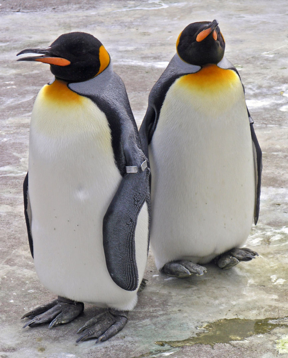Penguins_Edinburgh_Zoo_2004_SMC (562x700, 403Kb)
