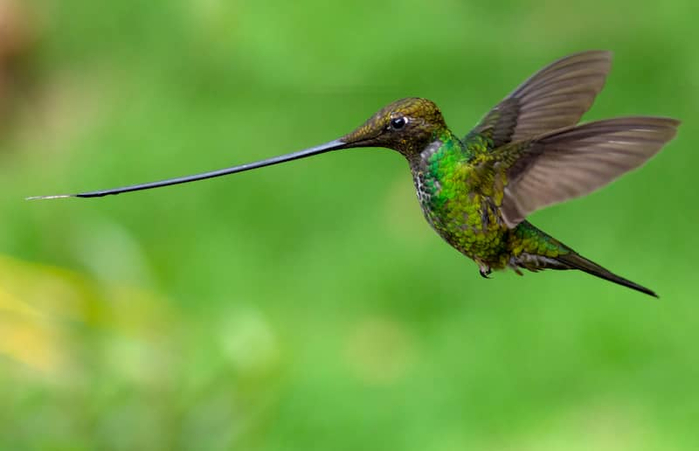 Rekordy-kolibri (700x451, 160Kb)