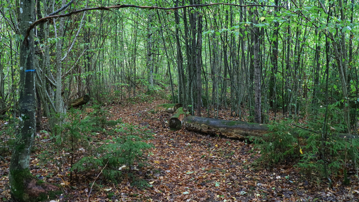 IMG_7306 (700x393, 506Kb)