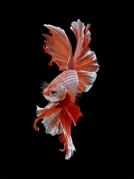 visarute-angkatavanich-goldfish-09 (525x700, 135Kb)
