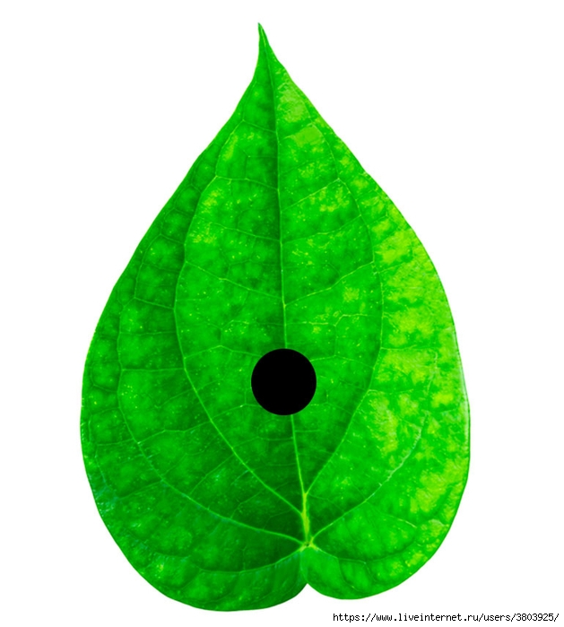 Betel-Leaf (629x700, 189Kb)