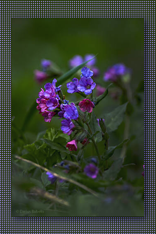 001 (320x480, 216Kb)