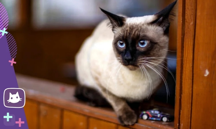 Тайская кошка. Характеристика породы и уход