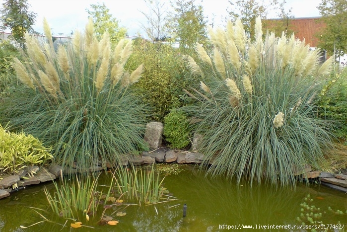 5177462_01cortaderia01 (700x467, 321Kb)