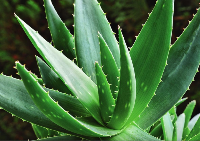 2835299_ALOE (700x494, 553Kb)