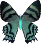 Превью rr_totf_butterfly (649x700, 570Kb)