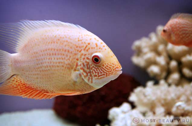 3085196_Cichlasomaseverum (636x417, 22Kb)