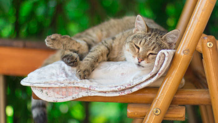 2018Animals___Cats_Gray_cat_asleep_on_the_bench_126630_24 (700x393, 293Kb)