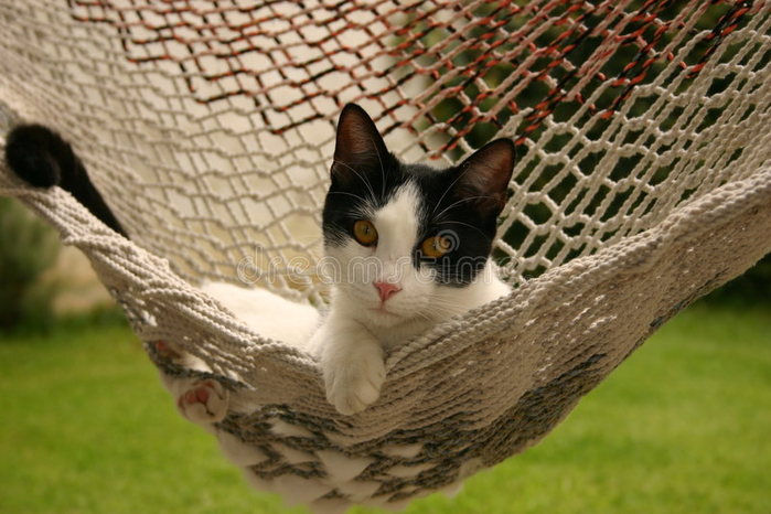 cat-hammock-560828 (700x466, 356Kb)