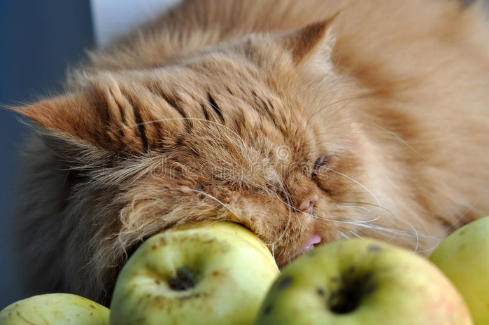 cat-sleeps-apples-27008025 (700x464, 302Kb)