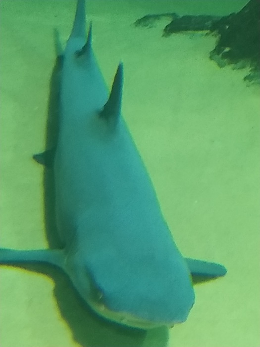 IMG_20200307_121710 (525x700, 61Kb)