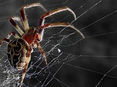 Почему паук не прилипает к своей собственной паутине