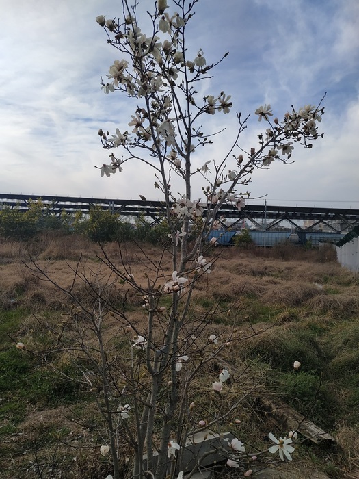 IMG_20200306_094741 (525x700, 169Kb)