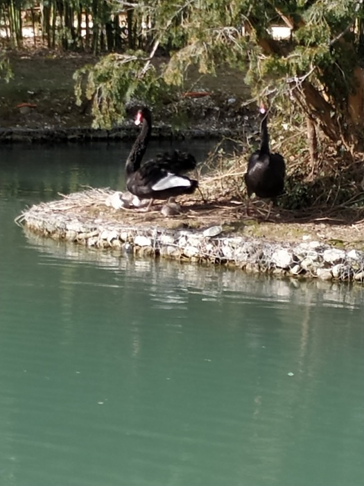IMG_20200227_111537 (525x700, 113Kb)
