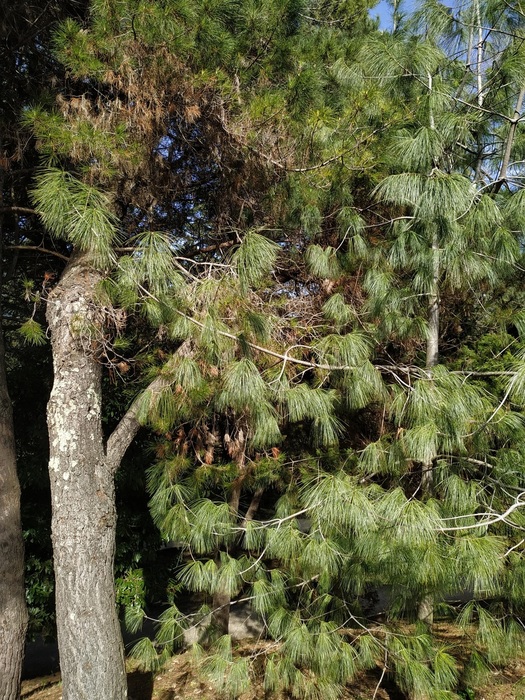 IMG_20200227_111326 (525x700, 237Kb)