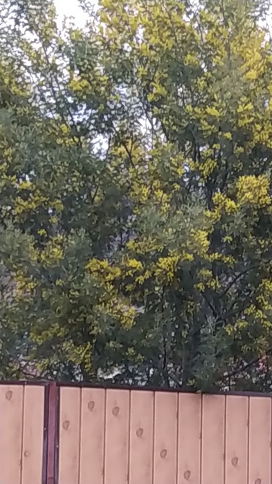 IMG-20200224-WA0030 (393x700, 115Kb)