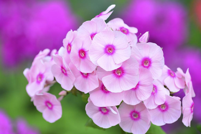 image (700x466, 269Kb)