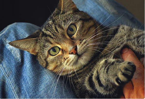 6 полезных советов, которые должен знать каждый хозяин кошки