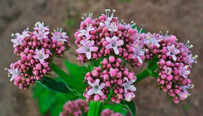 2835299_valeriana (700x400, 39Kb)