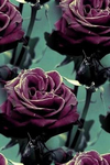    (1) (300x450, 109Kb)