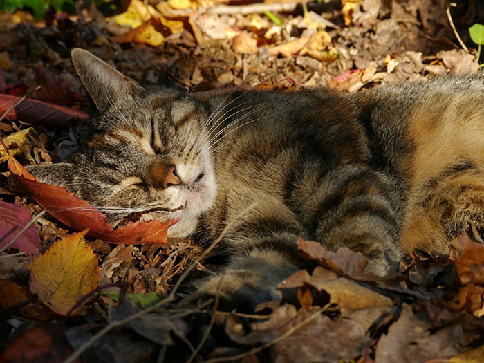 Cats_Autumn_Sleep_Foliage_573874_1024x768 (700x525, 463Kb)