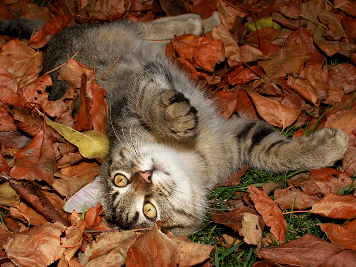 Cats_Foliage_502586_1152x864 (700x525, 602Kb)