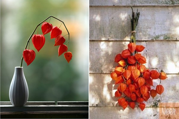 какие сухоцветы можно собрать в поле. Смотреть фото какие сухоцветы можно собрать в поле. Смотреть картинку какие сухоцветы можно собрать в поле. Картинка про какие сухоцветы можно собрать в поле. Фото какие сухоцветы можно собрать в поле