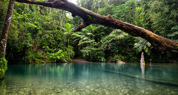 dairntree-rainforest-creek (700x373, 453Kb)