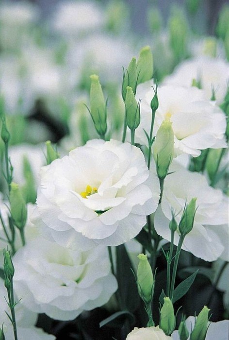 i (78) (472x700, 71Kb)