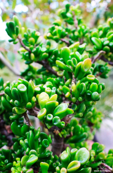 Krassula (456x700, 404Kb)