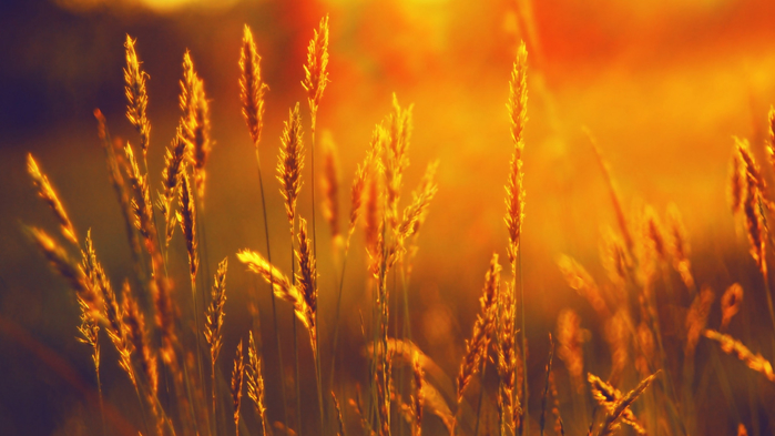 leto-zakat-kolosya (700x393, 299Kb)