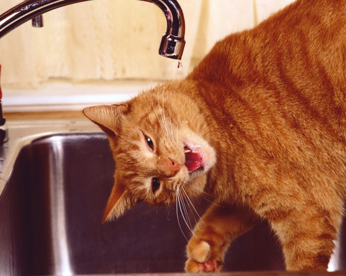 Thirsty-Orange-Tabby-Cat-1600x1280 (700x560, 430Kb)