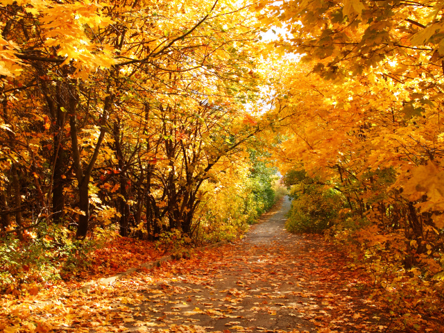 Nature___Seasons___Autumn 3 (640x480, 788Kb)