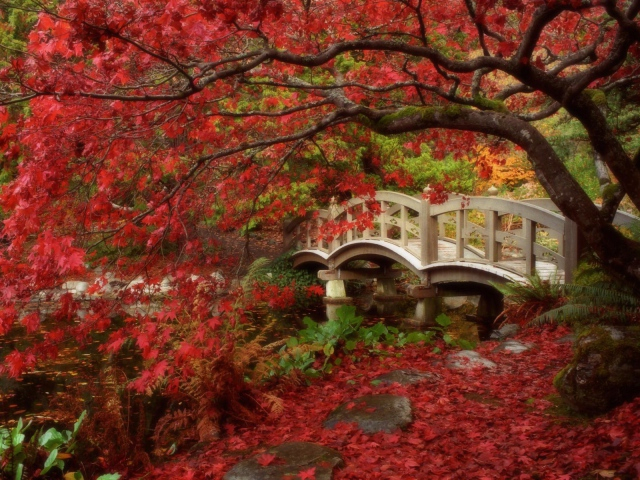 Nature___Seasons___Autumn 7 (640x480, 443Kb)