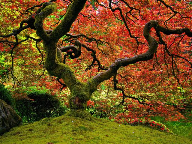 Nature___Seasons___Autumn 9 (640x480, 778Kb)
