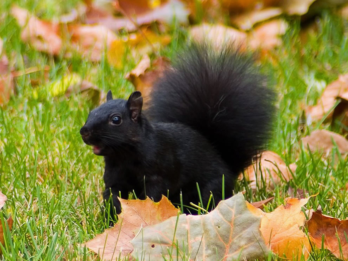 Nature___Seasons___Autumn 11 (700x525, 447Kb)