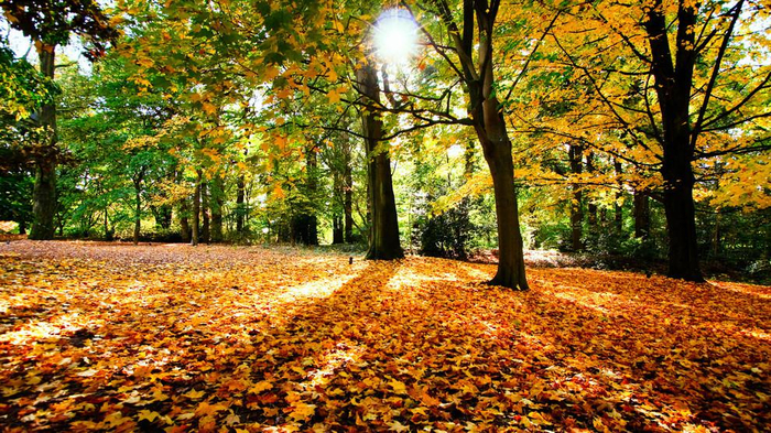 Nature___Seasons___Autumn 19 (700x393, 566Kb)