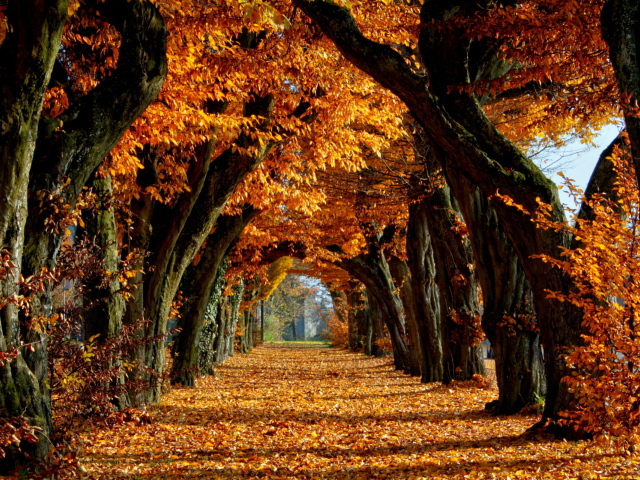 Nature___Seasons___Autumn 25 (640x480, 630Kb)