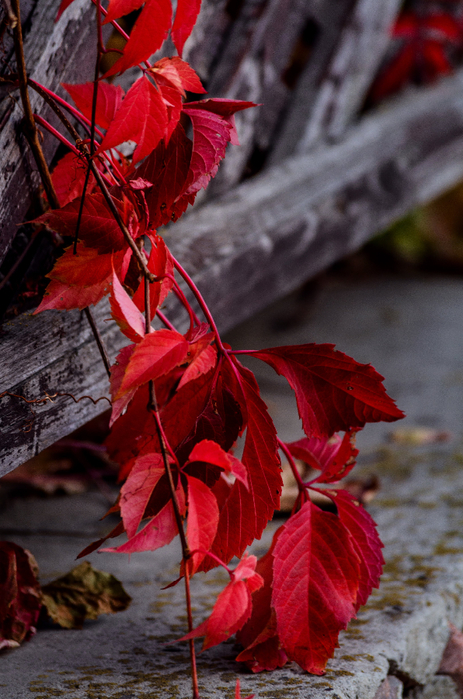 DSC_9923 (463x700, 426Kb)