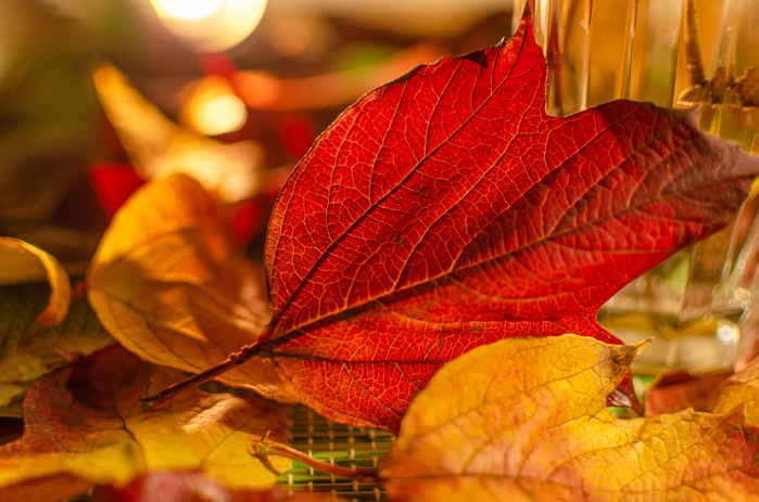 DSC_8519  (700x463, 471Kb)