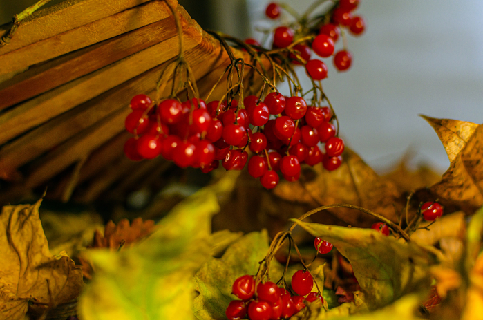 DSC_8580  (700x463, 419Kb)
