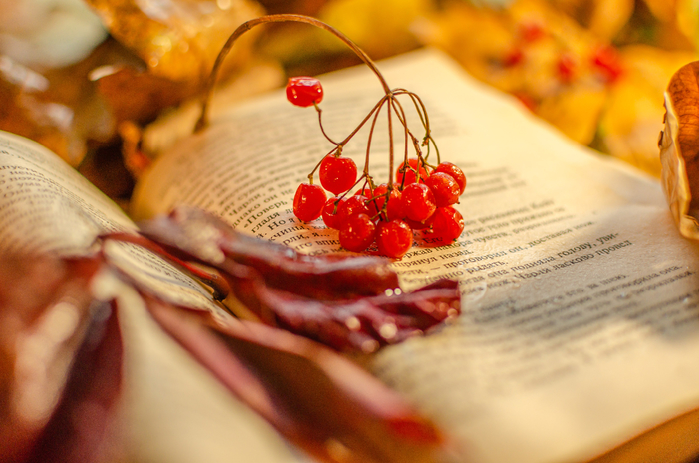 DSC_8654  (700x463, 385Kb)