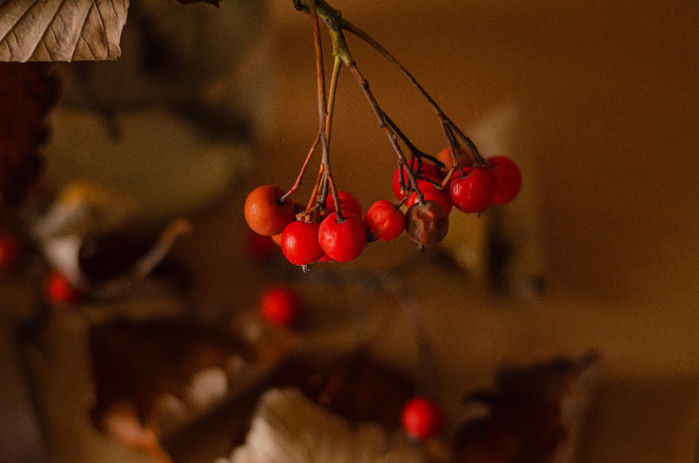 DSC_8088  (700x463, 361Kb)