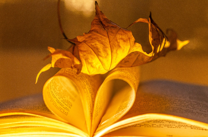 DSC_8208  (700x463, 422Kb)