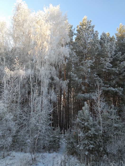 4543670_20201203_131558 (527x700, 329Kb)