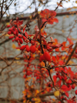  IMG_20201108_122112 (525x700, 414Kb)
