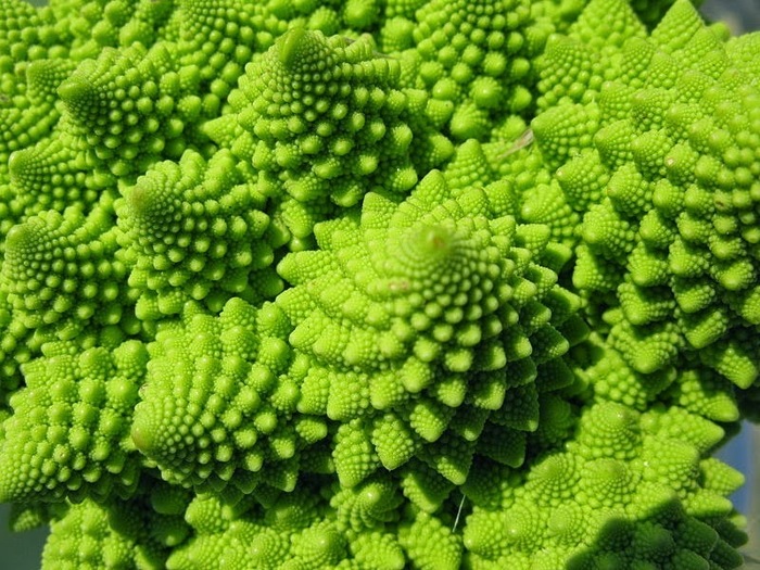 PlantsGeometry01 (700x525, 166Kb)