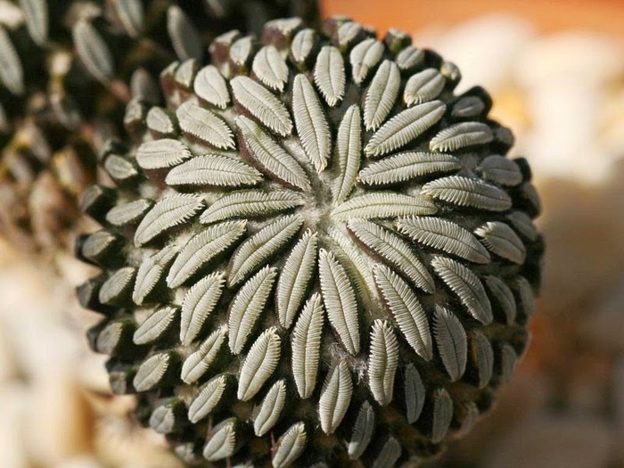 PlantsGeometry07 (700x525, 124Kb)