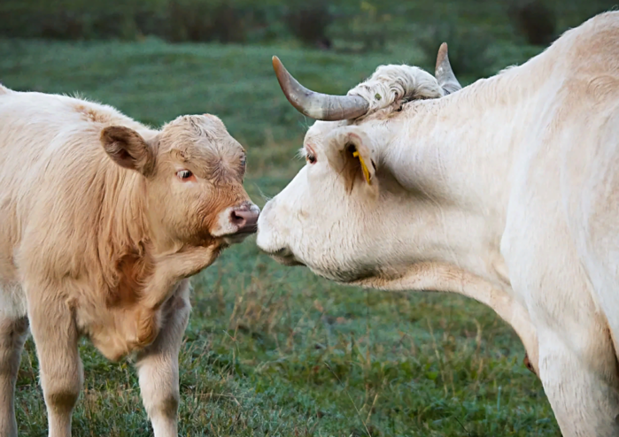 Корова: 8 фактов об одомашненном подвиде дикого быка